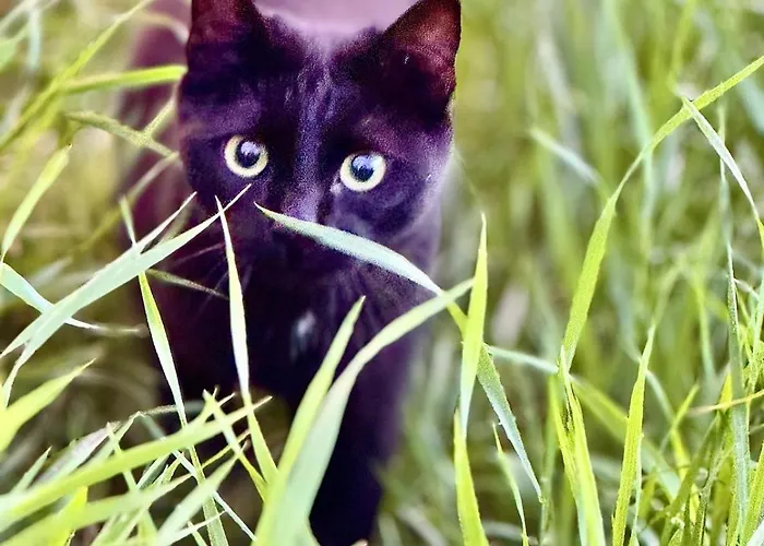Zauberhafte In Idyllischer Lage شقة Mitterdorf an der Raab